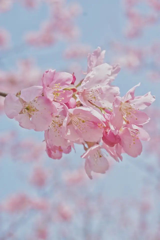 The cherry blossom forest is right at the entrance of the museum!