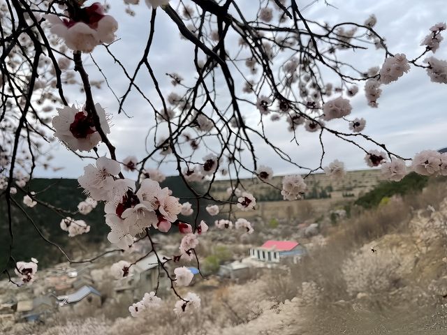 在泰山櫻花園遇見春天，遇見更好的你