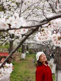 上海櫻花打卡地—浦東高東鎮櫻花園