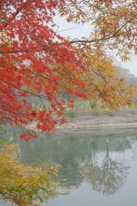 秋冬氛圍感南京中山植物園