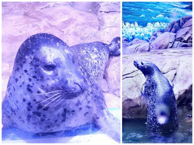 逛商場逛出一個海洋館 逛商場逛出一個海洋館