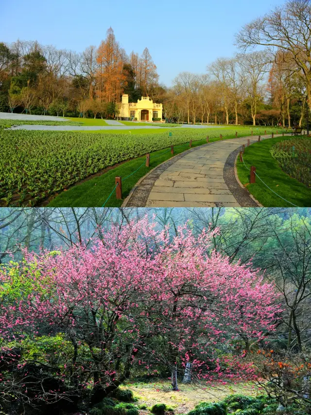 Hangzhou Early Spring | The latest flower report from Prince Bay