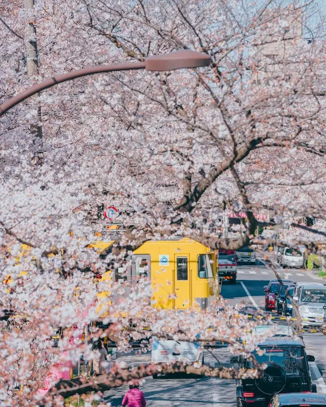 東京の桜観光ガイド