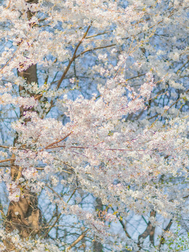 The spring train from Seoul Tower to sakura🌸