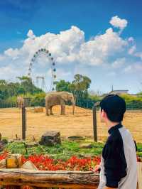 上海野生動物園一日遊｜保姆級遊玩攻略