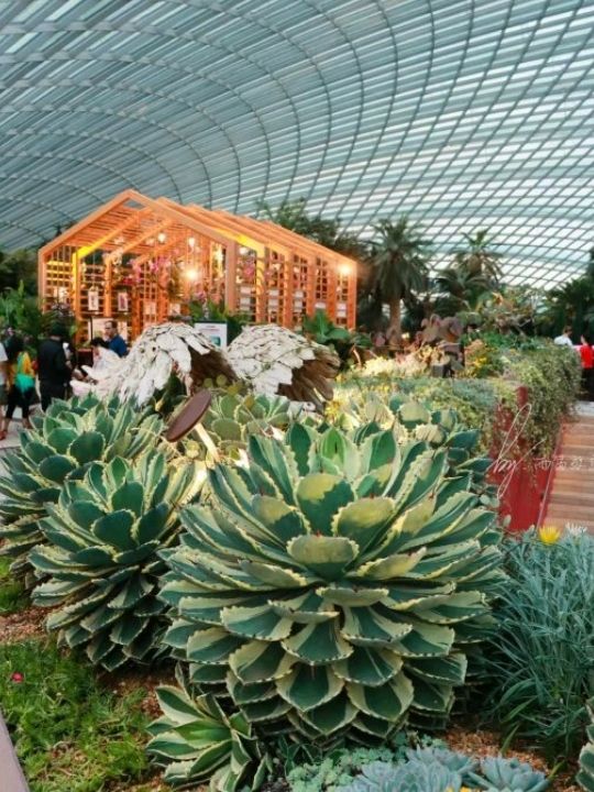Flower Dome Marina Bay Garden♥️🇸🇬