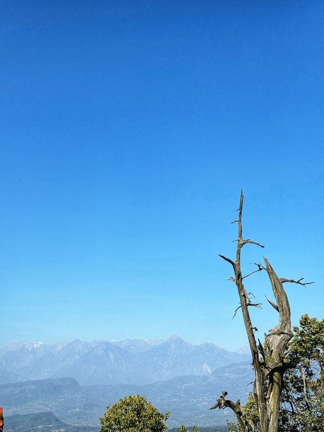 牡丹花下也風流，是洛陽的牡丹高雅，還是景山的風雅！
