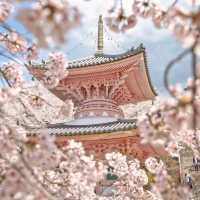 Cherry Iconic Japanese Japanese locations 🌸