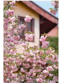 青山公園的晚櫻已經 next level