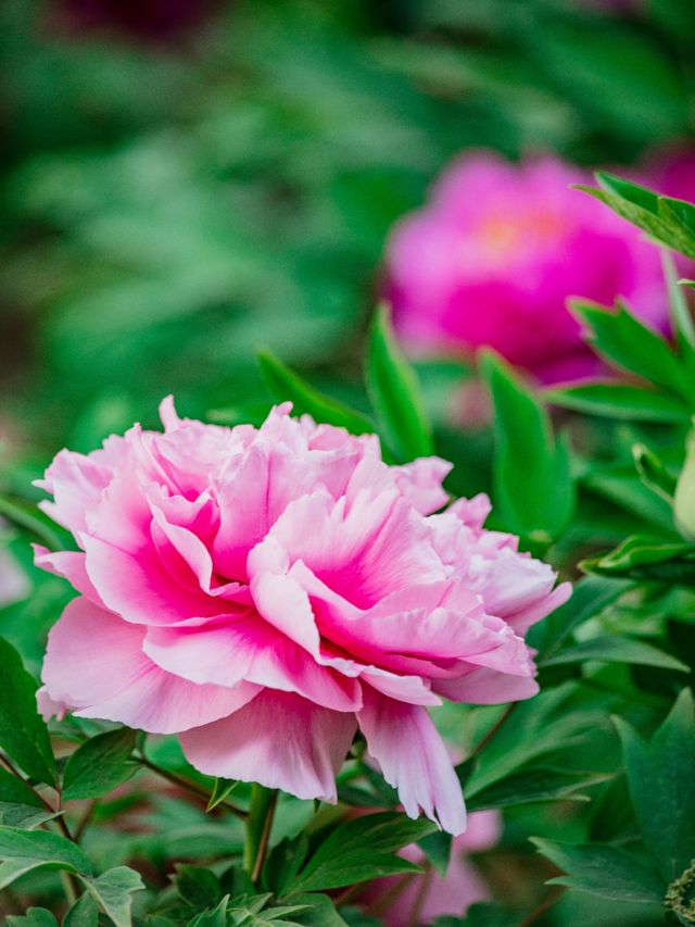 Expo Garden | Peonies in full bloom, no less splendid than those in Luoyang.