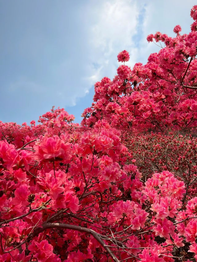 人間四月芳菲盡，雲霧山上看杜鵑