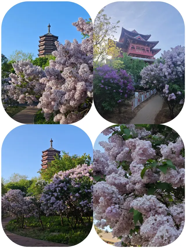 Beijing's Garden Expo Park is the place to capture the beauty of lilacs