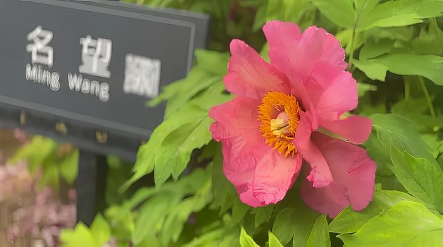 洛陽「網紅」牡丹合集來了!看哪朵戳中你的「心巴」? 洛陽「網紅」牡丹合集來了!看哪朵戳中你的「心巴」?