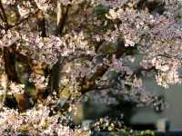 仙臺市西公園賞櫻