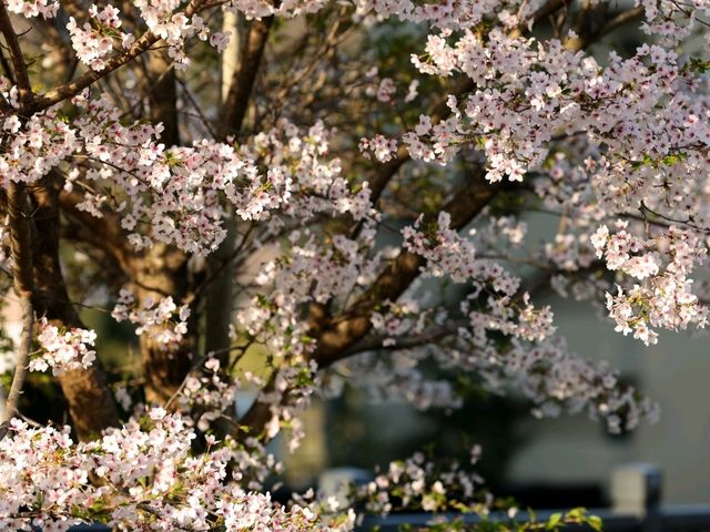 仙臺市西公園賞櫻