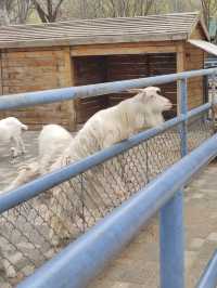 沈陽免費丨去長白島公園看花看小動物咯