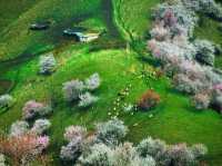 Spring Awakening in Yili, Xinjiang 🌸🏞️