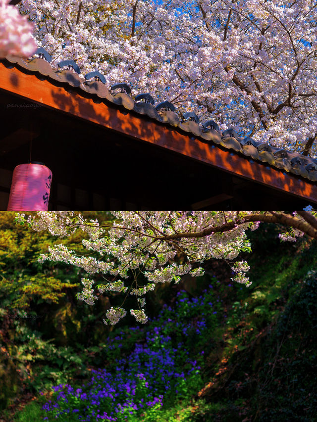 不是京都去不起，而是這裡的櫻花更美麗!!