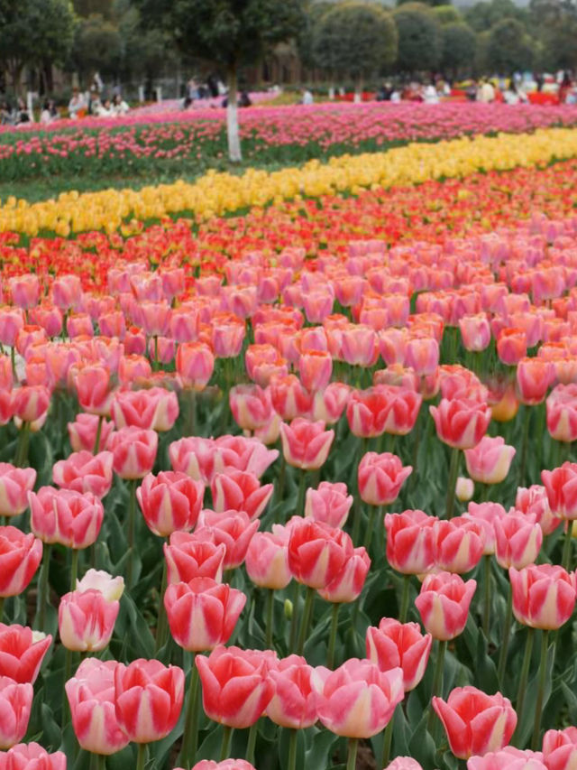 太寺垭森林公園太好玩了，不來後悔！！