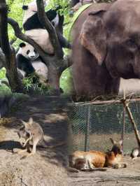 上海野生動物園超全攻略