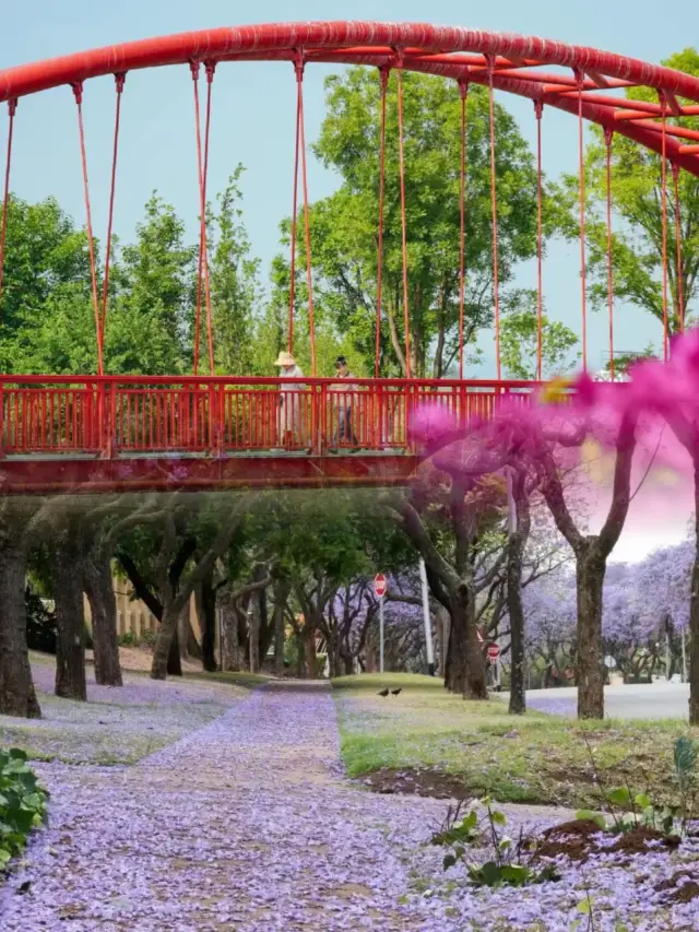 Kunming's Jacaranda Scenery