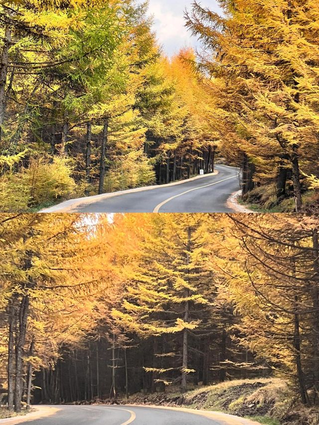 我願稱樺皮嶺為北京小新疆每週一山|||草原森林 相映成趣？