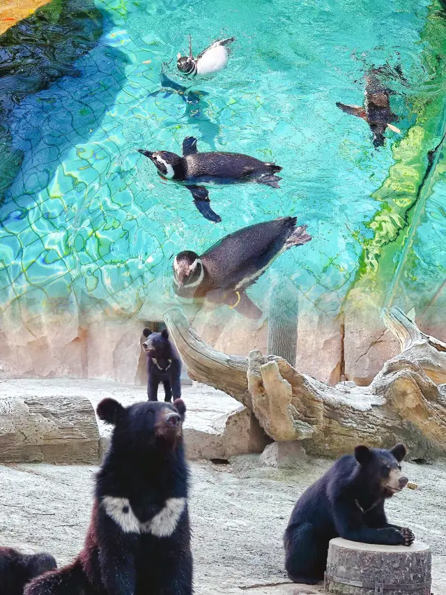 上海野生動物園親子遊好去處，看海獅+熊貓+獵豹三重奏