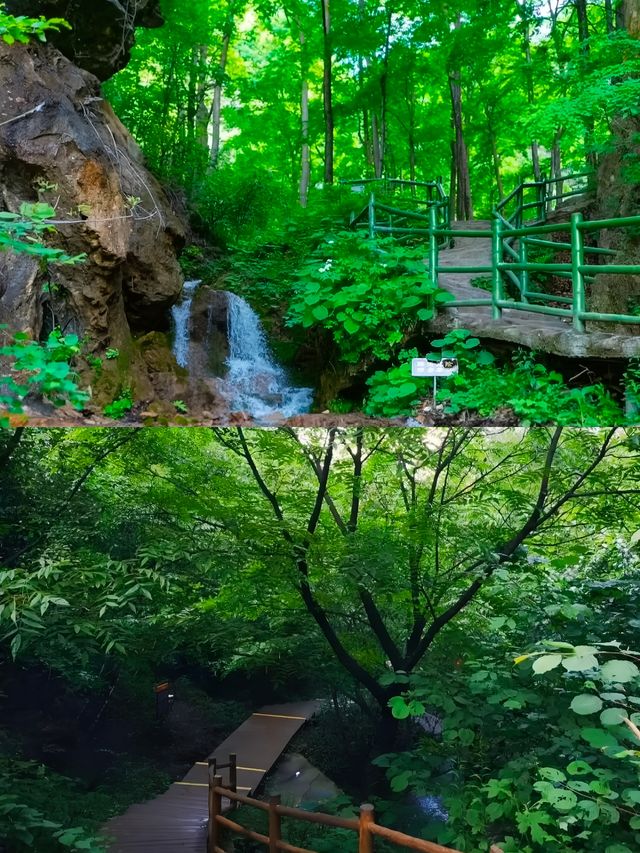 揭秘河南洛陽王府竹海：隱匿於世的絕美仙境