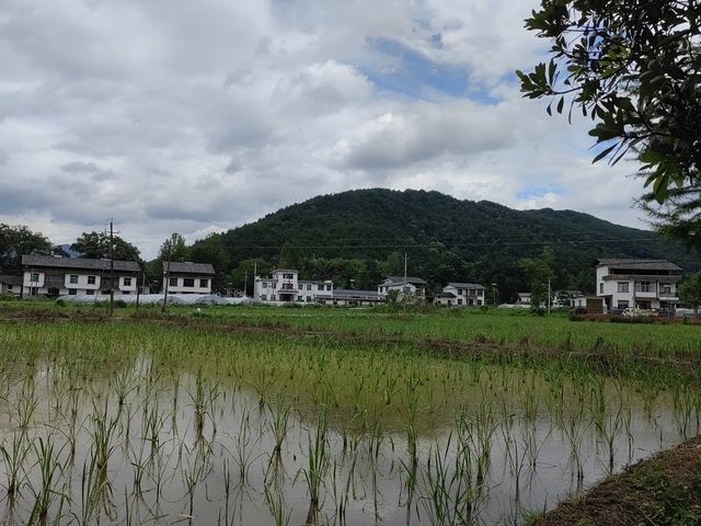 千年時姓古村宗祠，八百歲樟樹兄弟
