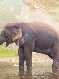 🌟 Chiang Mai's Top Must-See Attractions 🐘🌿