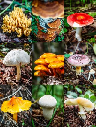 비 온 후 소평량 버섯 연구