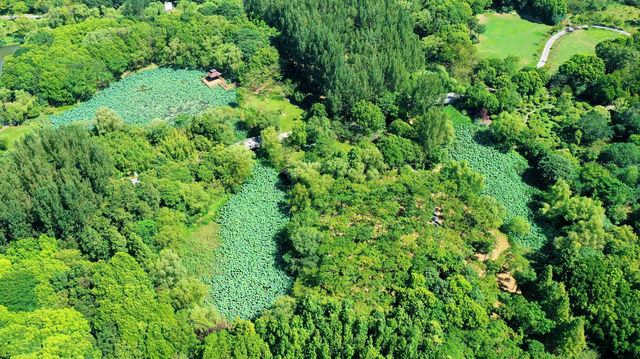 夏日森系秘境，來顧村公園“森呼吸”