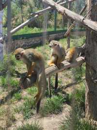歸野之境的動物樂章，蘭州野生動物與自然共舞