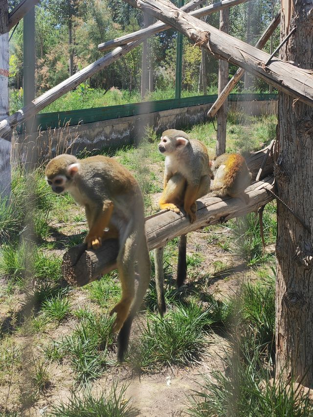 歸野之境的動物樂章，蘭州野生動物與自然共舞