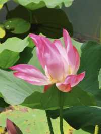 小眾景點遠香湖，荷花池盛開花紅柳綠