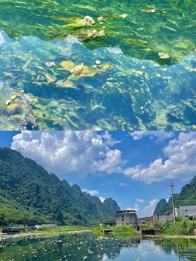 都安澄江會開花的河美得像一幅畫不要