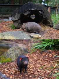 澳大利亞·悉尼  爬行動物公園遊玩攻略。