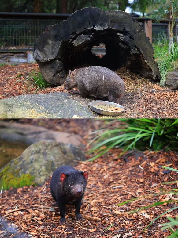 澳大利亞·悉尼  爬行動物公園遊玩攻略。