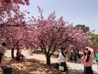 慶州﹣韓國一日遊攻略。