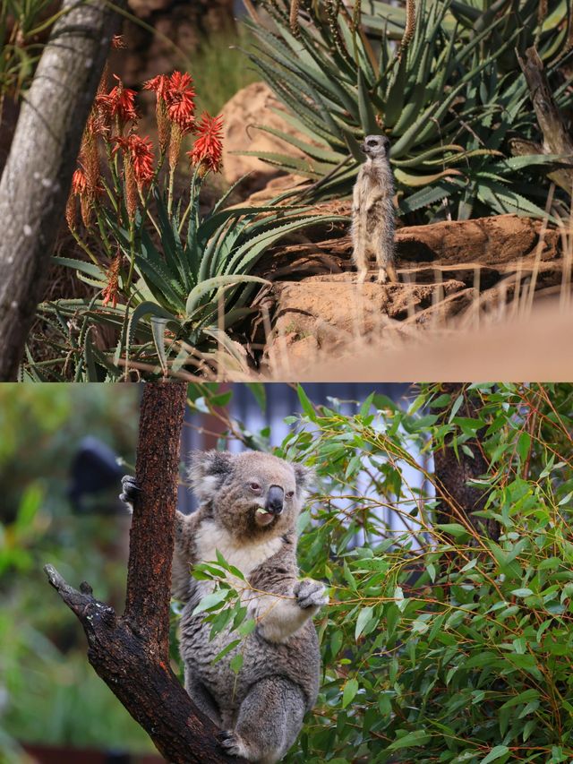 悉尼打卡｜塔龍加動物園保姆級攻略！！。