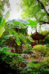 又到了醉白池最美的季節。