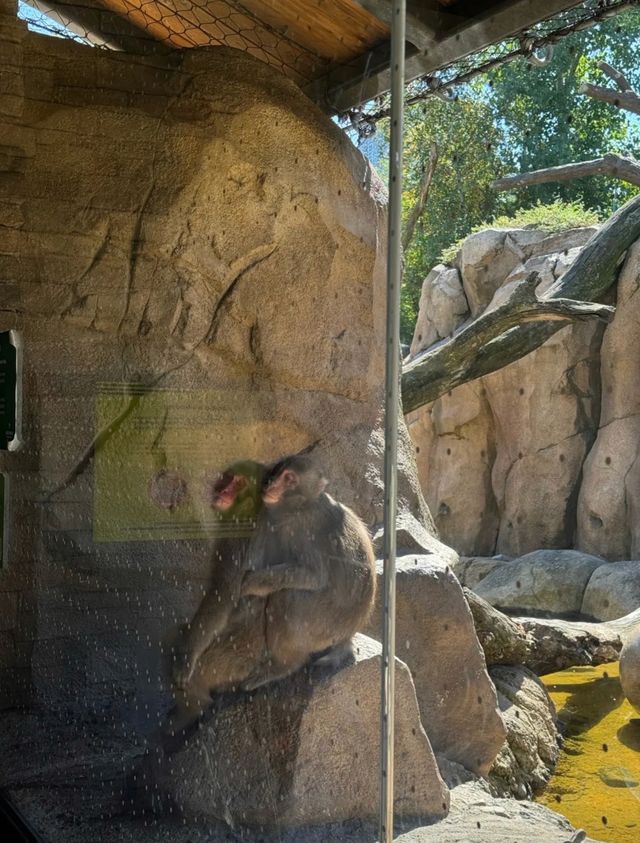 走進動物世界狂歡｜林肯公園動物園。