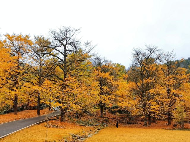 湖南永州｜桐子坳｜賞秋好去處。