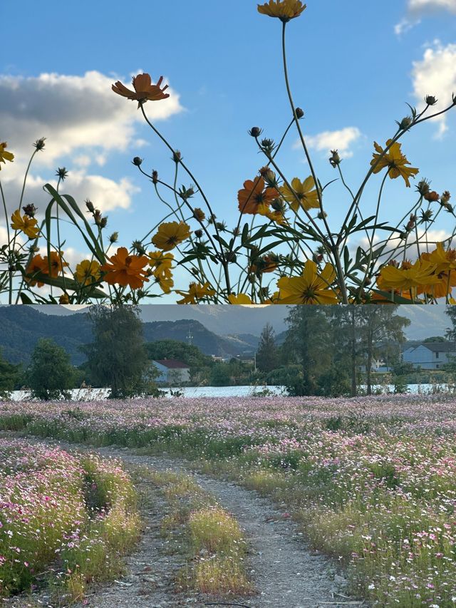 東錢湖花海，我們的後花園！。