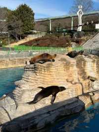 Nagoya | Visit Capybaras, but Management Says They're Gone