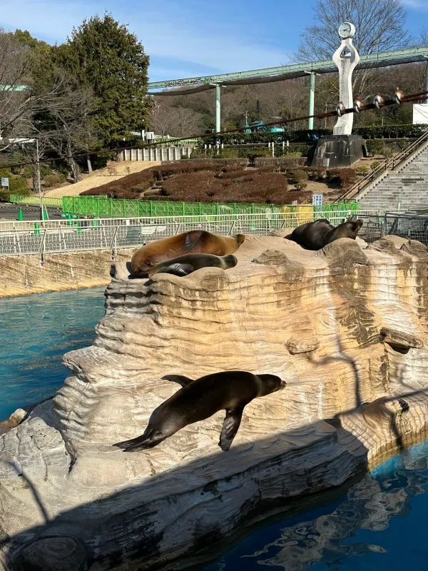 Nagoya | Visit Capybaras, but Management Says They're Gone