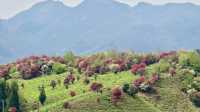 貴州畢節丨四月的映山紅翹首以盼。