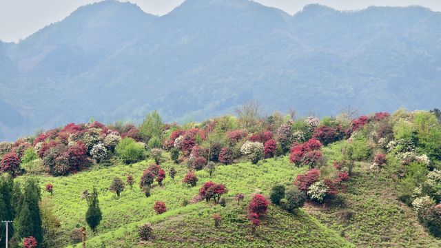 貴州畢節丨四月的映山紅翹首以盼。