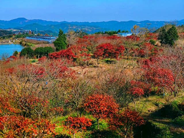 秋韻餘姚，自駕四明山。