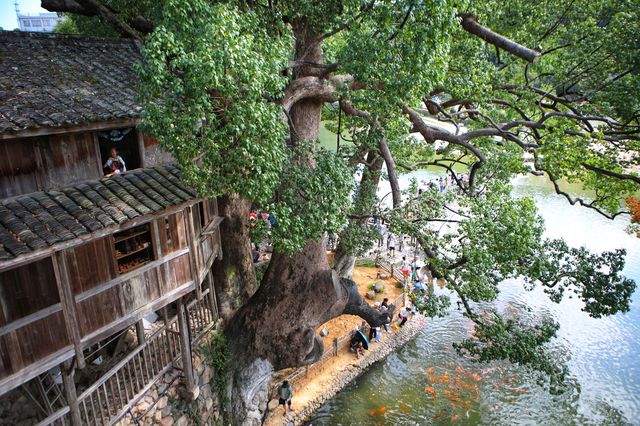 浙江溫州|遇見中國最美廊橋
